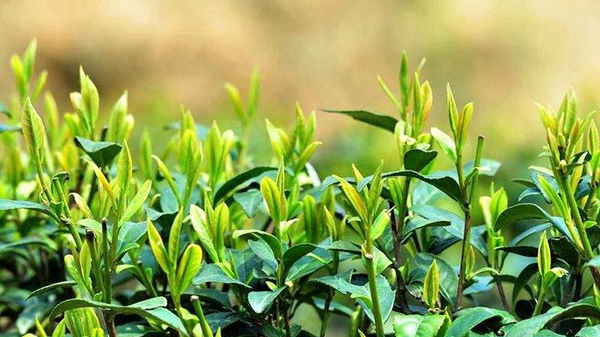 茶葉進口報關(guān)代理