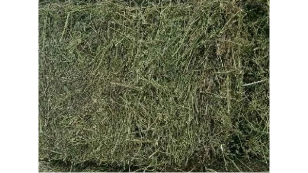苜蓿草佛山進口通關報檢資料與注意事項